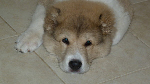 Светлана Балясникова