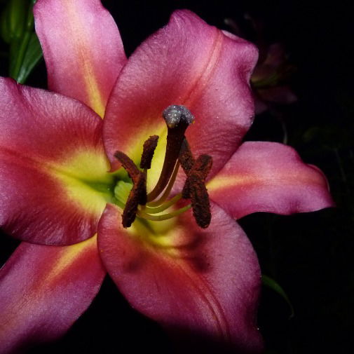 Любовь Черникова