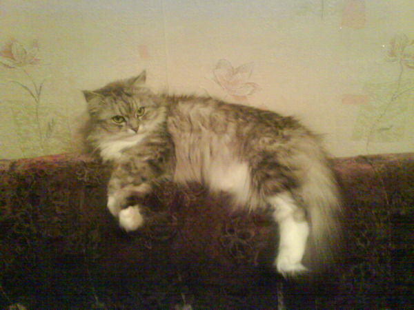 Светлана Мишина