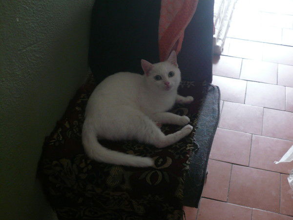 Александр Фролков