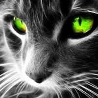 Влад Голдобин