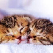 Алина Тюльтинова