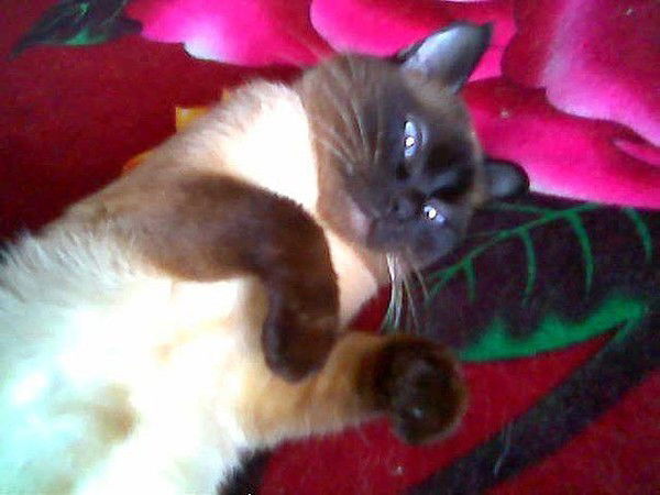 Иконочки.картины Портреты.