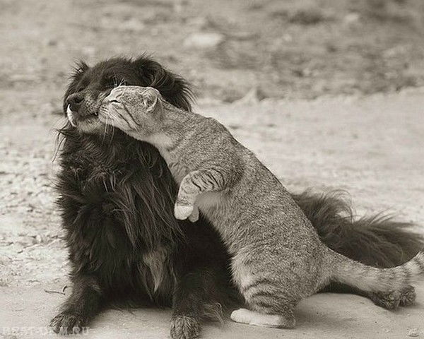 Алексей Хамбер