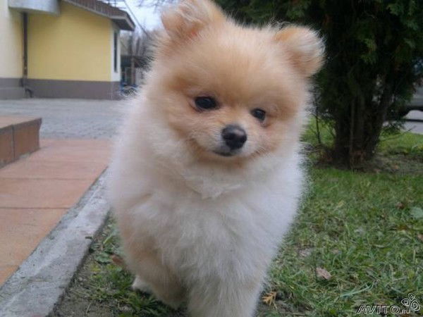 Александр Райлян