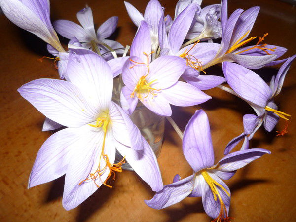 Людмила Недошивина