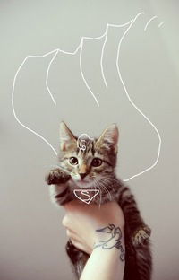 Владимир Карпов