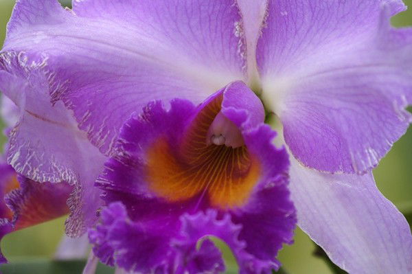 Татьяна Анкудинова