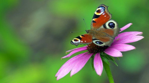 Диана Рошан