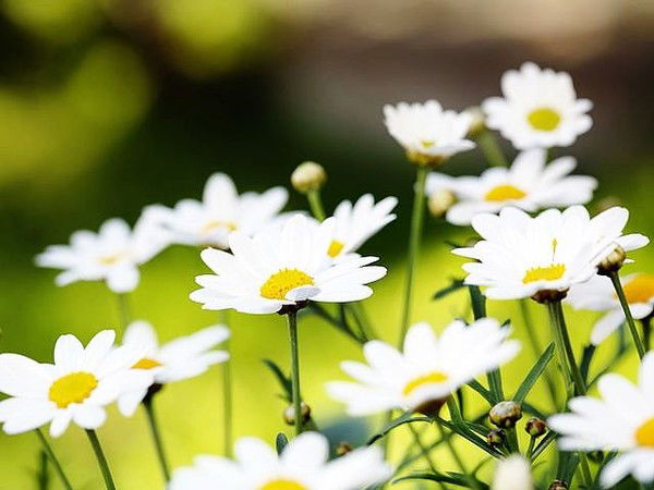 Лариса Грузинцева