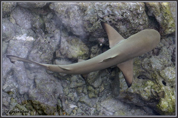 Эд Полубояров