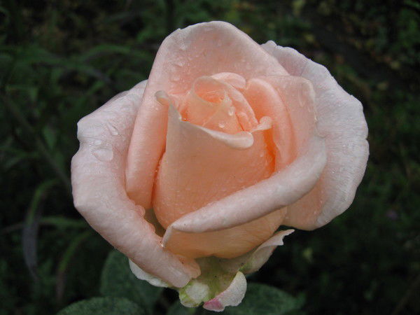 Светлана Съедина