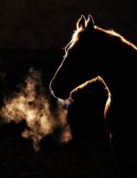 Алишер Шамкенов