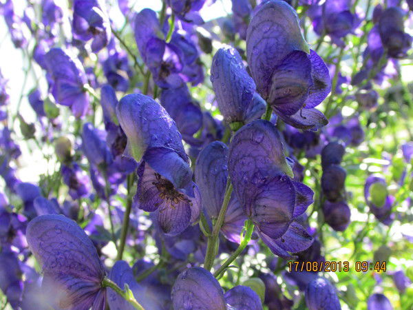 Татьяна Яковлева