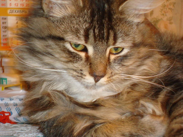 Андрей Шкаликов