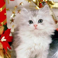 Вячеслав Кутов