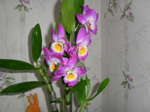 Асемгуль Мангалова