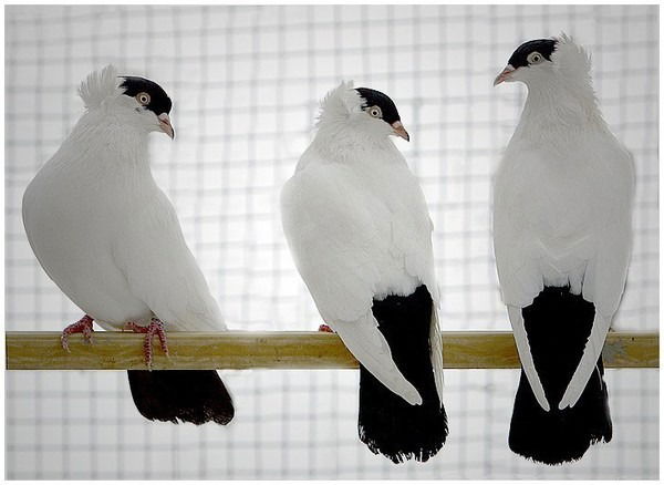 Sapargeldi Kurbangeldiev