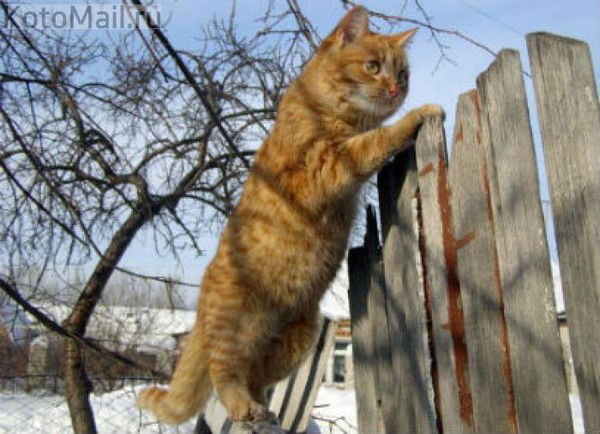 Гончаренко Нина