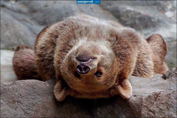 Андрей Тесленко