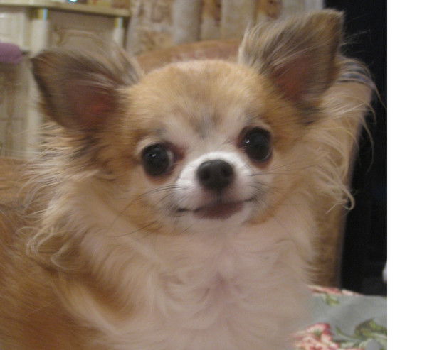 Сергей Куличенко