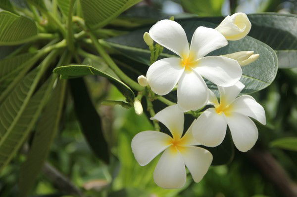 Ольга Луцко