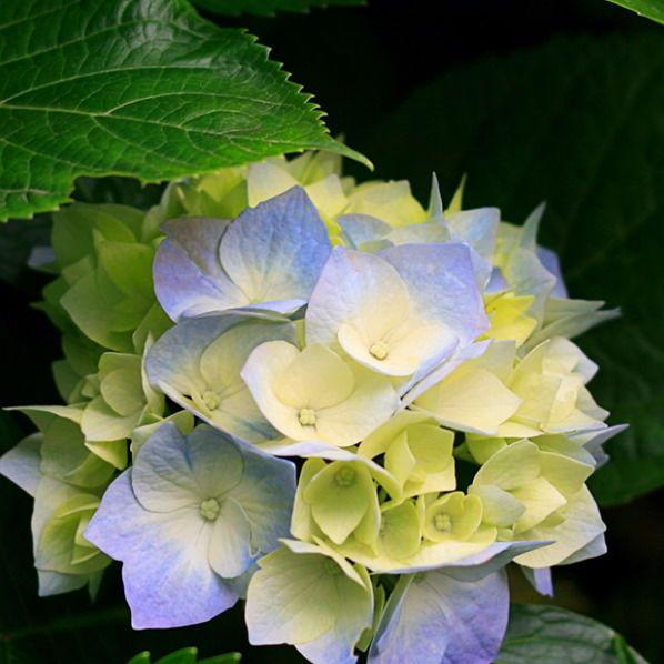 Бабаюрт Вет Аптека