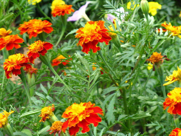 Татьяна Симоненко