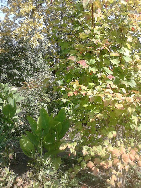 Светлана Серкова