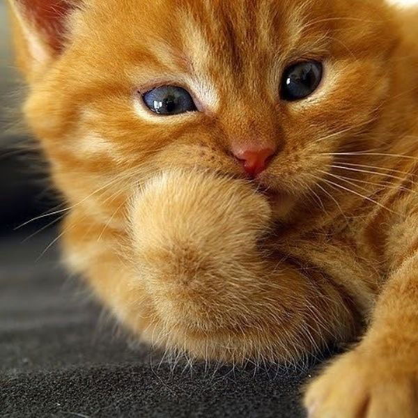 Саша Шишкин