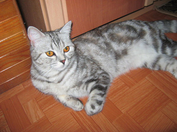 Аниса Васильева