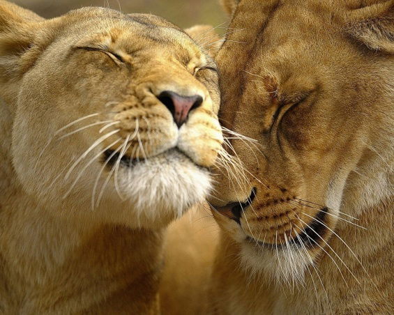 Зульфия Стамбулова