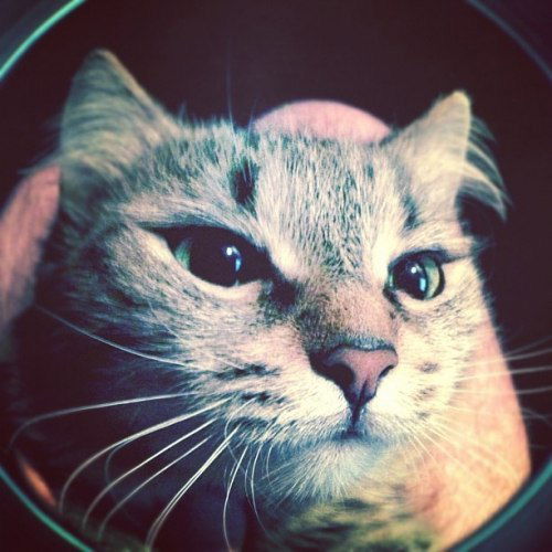 Никита Романец