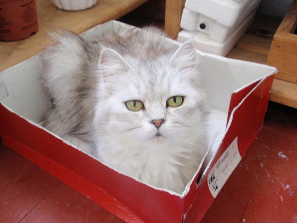 Светлана Туз