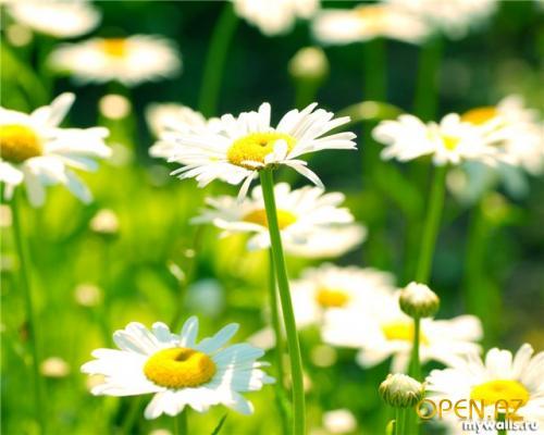 Светлана Муратова