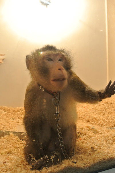 Николай Коршунов