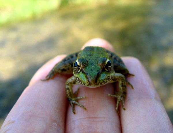 Ольга Гангардт