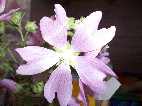 Наташа Зибницкая