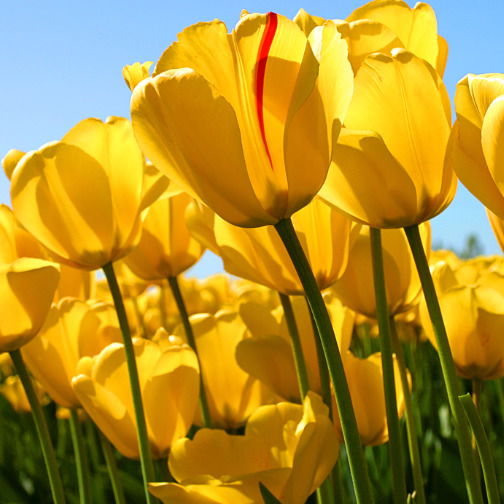 Вера Чуркина