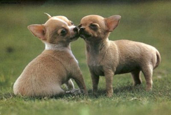 Ольга Лескина