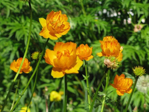 Надежда Аверина