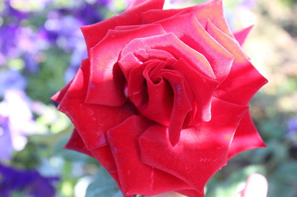 Елена Завьялкина