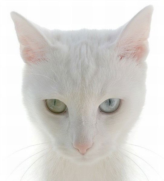 Альмира Галина