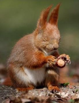 Петр Гостев