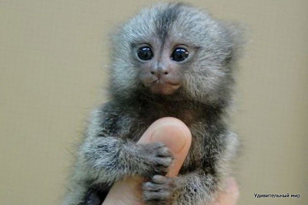 Жанна Балясова