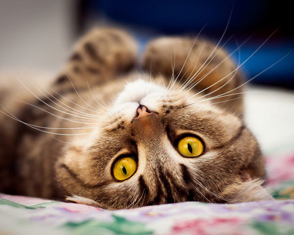 Сергей Громов