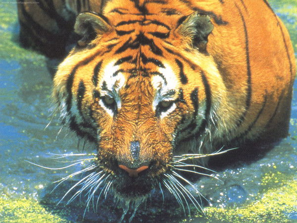 Алексей Тютченко