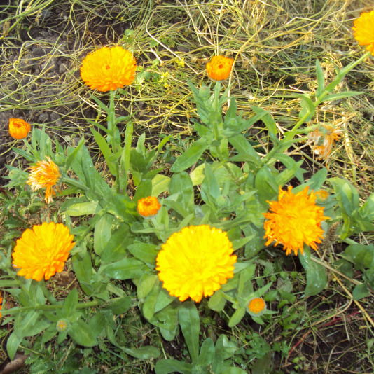 Марина Иванова