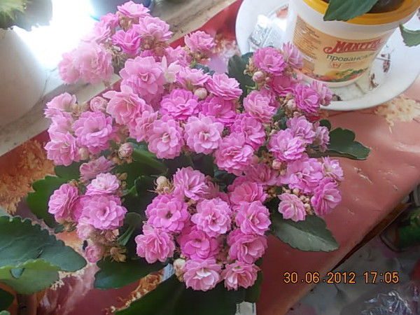 Дифина Якупова