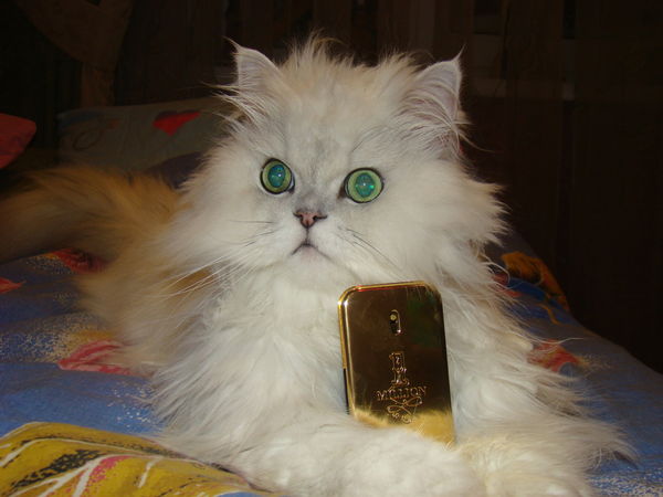 Олег Дикопавленко